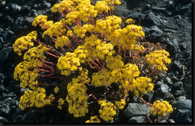 Endemická rostlina rodu Eonium