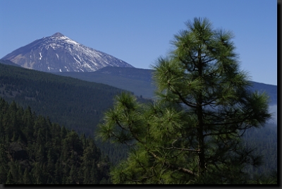 Borovicové lesy a nejvyšší hora Pico del Teide na ostrově Tenerife